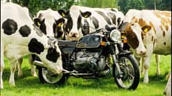 BMW R 80 Kuh mit Kühen