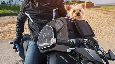 Bagster Puppy