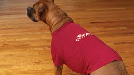 Indian Hunde T-Shirt