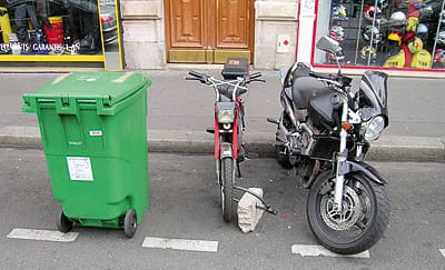 Der Bär und die Seine