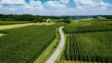 Wo der Hopfen wohnt