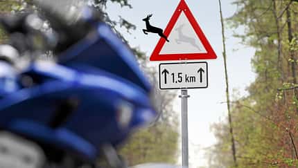 Wildunfälle mit Motorradfahrern