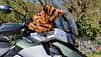Triumph Tiger 900 Rally Pro Dauertest
